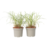Prachtriet - Set van 2 - Miscanthus 'Red Chief' - Hoogte 40-60cm - ?23...