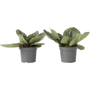 Spiraalvrucht - 2 Stuks - Streptocarpus 'Pretty Turtle' - Hoogte 25-35...