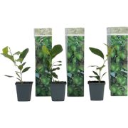 Citroenboom - Set van 3 - Citrus limon - Hoogte 25-40cm - ?9cm