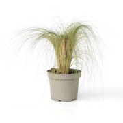 Vedergras - Pennisetum 'Stipa' - Hoogte 40-60cm - ?23cm