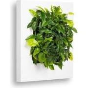 Levende Plantenschilderij LivePicture 1 wit 72 x 72 x 7 cm incl. plant...