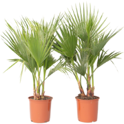 Mexicaanse waaierpalm - Set van 2 - Washingtonia - Hoogte 70-90cm - ?2...