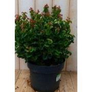 Leucothoe Krullend Blad 50 cm