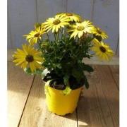3 stuks! Spaanse margriet geel