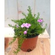 3 stuks! Kruipphlox vlambloem roze