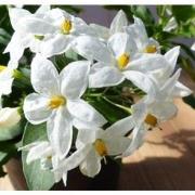 3 stuks! Solanum jasminoides