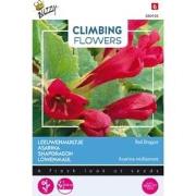 3 stuks - Flowering Asarina Red Dragon