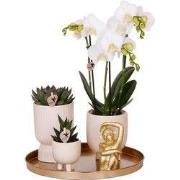 Kolibri Company | Gift set Luxury Living | Plantenset met witte Phalae...