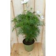 3 stuks! Cosmea wit