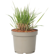 Vingergras - Panicum virgatum 'Heavy Metal' - Hoogte 40-60cm - ?23cm