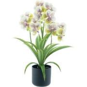 Phalaenopsis orchid in pot green/cream 50 cm kunstbloemen