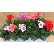 Geranium Staand 10 potjes in tray kleur mix