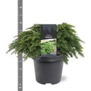 Tsuga canadensis Jeddeloh 30-40 cm Conifeer