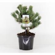 Pinus parviflora negishi 25-30 cm