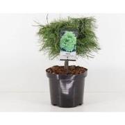 Pinus strobus tiny kurls