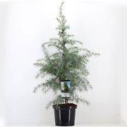 Cedrus deodara 95 cm