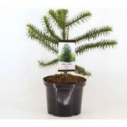 Araucaria araucana 55 cm