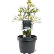 Sciadopitys verticillata Sternschnuppe 25-30 cm Conifeer