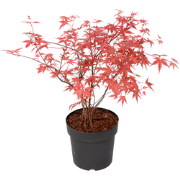 Japanse Esdoorn - Acer palmatum 'Beni Maiko' - Hoogte 60-70cm - ?19cm
