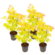 Japanse Esdoorn - Set van 4 - Acer 'Orange Dream' - Hoogte 25-40cm - ?...