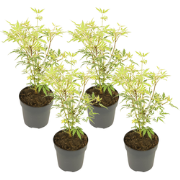 Japanse Esdoorn - Set van 4 - Acer 'Butterfly' - Hoogte 25-40cm - ?10,...