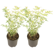 Japanse Esdoorn - Set van 2 - Acer palmatum 'Butterfly' - Hoogte 35-55...