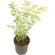 Japanse Esdoorn - Acer palmatum 'Butterfly' - Hoogte 35-55cm - ?15cm
