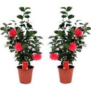 Japanse Roos - Set van 2 - Camellia 'Lady Campbell' - Hoogte 60-70cm -...
