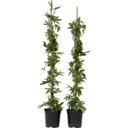 Passiebloem - Set van 2 - Passiflora - Hoogte 110-120cm - ?17cm