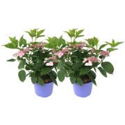Hortensia - Set van 2 - Hydrangea 'Magic Pillow' - Hoogte 25-40cm - ?1...