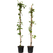 Kamperfoelie - Set van 2 - Lonicera 'American Beauty' - Hoogte 110-120...
