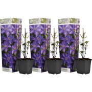 Bosrank - Set van 3 - Clematis 'The President' - Hoogte 25-40cm - ?9cm