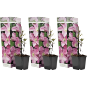 Bosrank - Set van 3 - Clematis 'Hagley Hybrid' - Hoogte 25-40cm - ?9cm