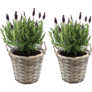 Lavendelstruik - Set van 2 - Lavandula stoechas 'Anouk' - Hoogte 25-35...
