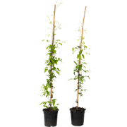 Bosrank - 2 stuks - Clematis 'The President' - Hoogte 100-120cm - ?17c...