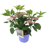 Hortensia - Hydrangea serrata 'Magic Pillow' - Hoogte 25-40cm - ?19cm