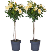 Stamroos - Set van 2 - Rosa palace ‘Mysore’ - Hoogte 80-100cm - ?19cm