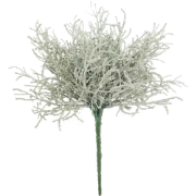 Santolina lvs plant grey 25cm