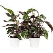 Pauwenplant - Set van 2 - Calathea 'White Fusion' - Hoogte 30-40cm - ?...