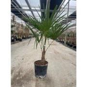 Trachycarpus Fortunei 10 liter pot