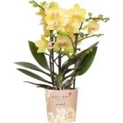 Kolibri Orchids | gele Phalaenopsis orchidee - Albenga - potmaat Ø9cm ...