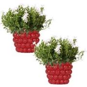 2x Campanula Addenda Ambella White in Berry sierpotten - potmaat 12cm ...