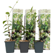 Jasmijn - Set van 3 - Trachelospermum jasminoides - Hoogte 25-40cm - ?...