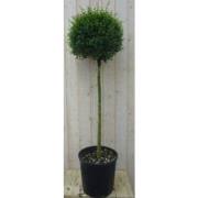 Liguster Bol 140 cm