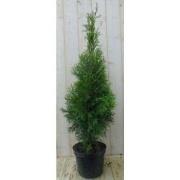 Conifeer Thuja Smaragd 110 cm