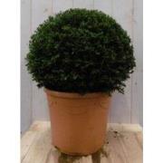 Taxus 30 cm