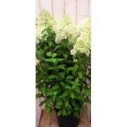 Pluim Hortensia Hydrangea Wit Groot
