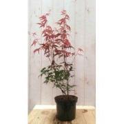 Japanse esdoorn rood groot blad 90 cm struikje