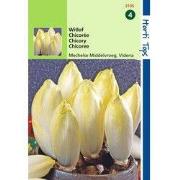 2 stuks - HT Witlof Mechelse Middelvroeg, Videna