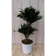 Kamerplant Drakenbloedboom Dracaena Compacta 60 cm